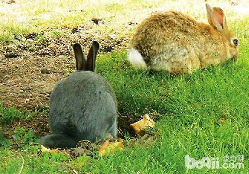 兔子造成人死亡案例视频,兔子引发的人命案震惊社会