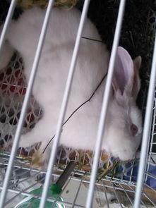 兔子造成人死亡案例视频,兔子引发的人命案震惊社会