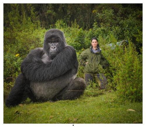 成人模仿大猩猩视频下载
