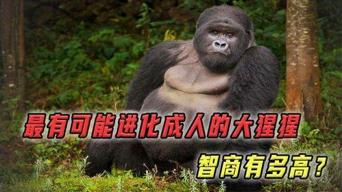 成人模仿大猩猩视频下载