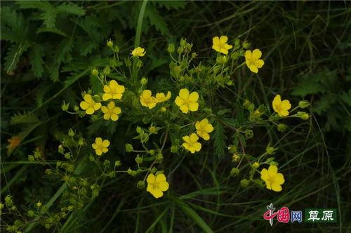 野花成人无码视频网站,暗流涌动的网络世界